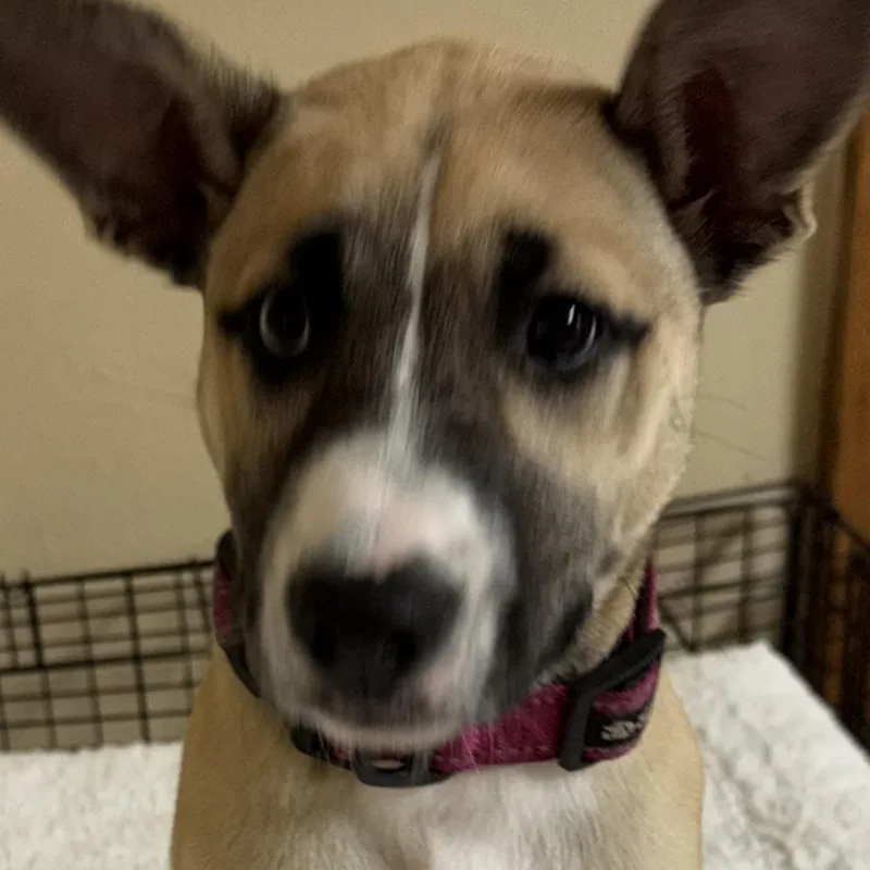 A baby medium-sized female Tricolor (Brown, Black, & White) Akita dog named Starla for adoption in Haslet, TX