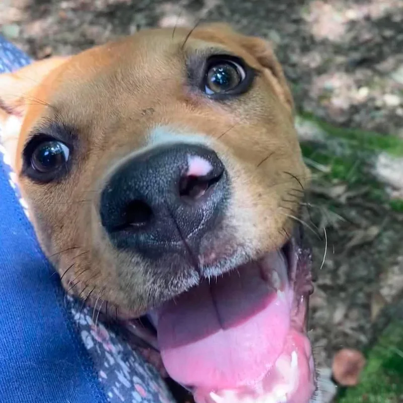 A baby medium-sized male Brown / Chocolate Mixed Breed dog named Olympus for adoption in Auburn, NH