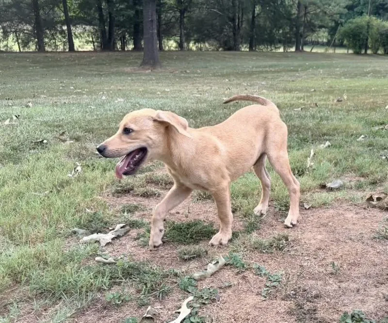 A baby medium-sized male Yellow / Tan / Blond / Fawn Golden Retriever dog named Charlie for adoption in Watertown, CT