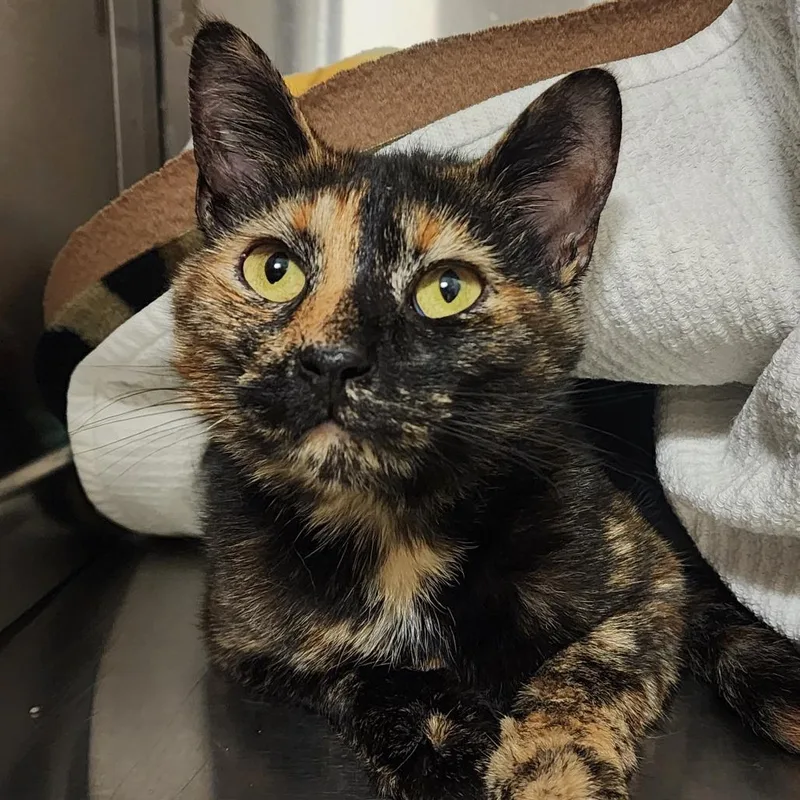 A young medium-sized female Tortoiseshell Domestic Short Hair cat named Vivie for adoption in Columbia Station, OH