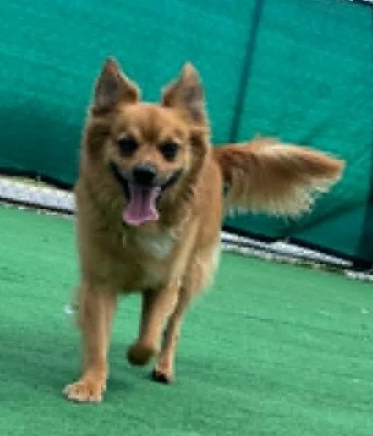 An adult medium-sized male Pomeranian dog named Pyro for adoption in Warren, MI