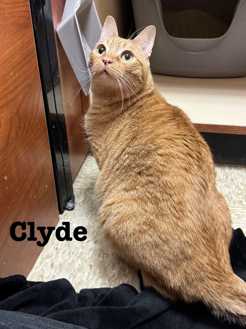 Clyde