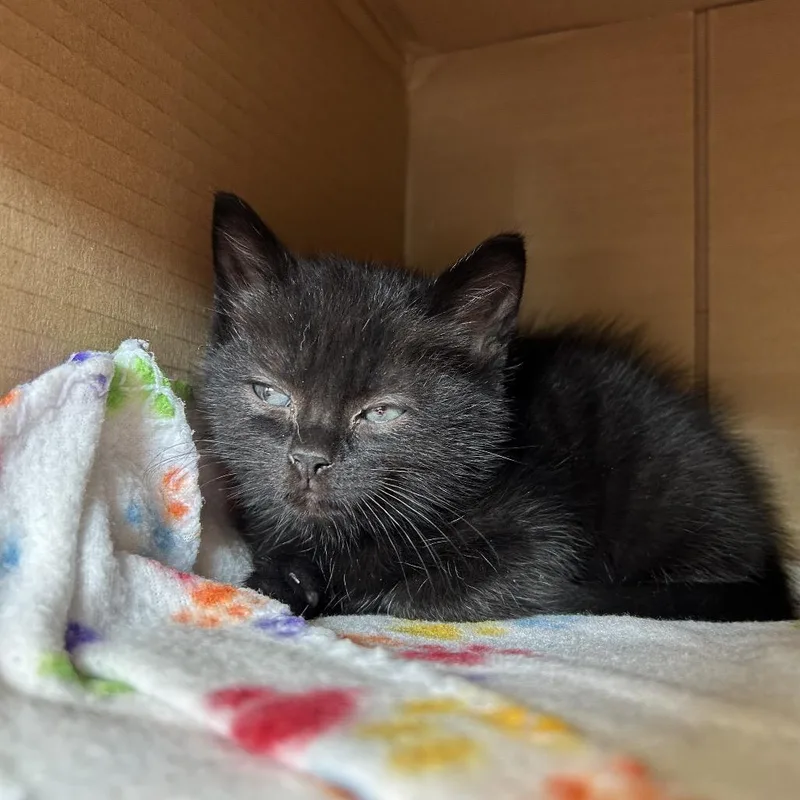 A baby small-sized male Black Domestic Short Hair cat named Nemo for adoption in Lynchburg, VA