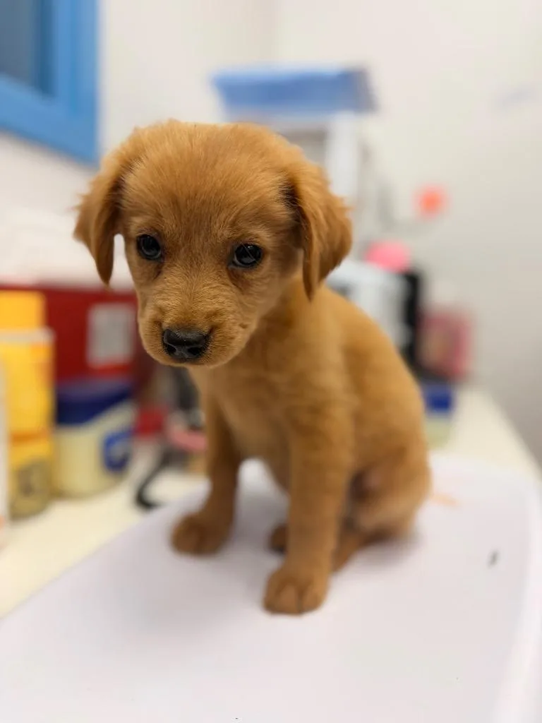 A baby medium-sized female Terrier dog named Toast for adoption in Hartsville, SC