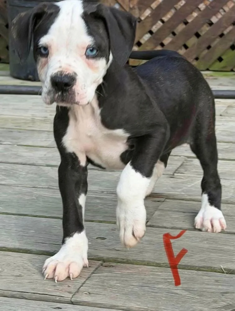 A baby large-sized female American Bulldog dog named Audrey for adoption in Osgood, IN