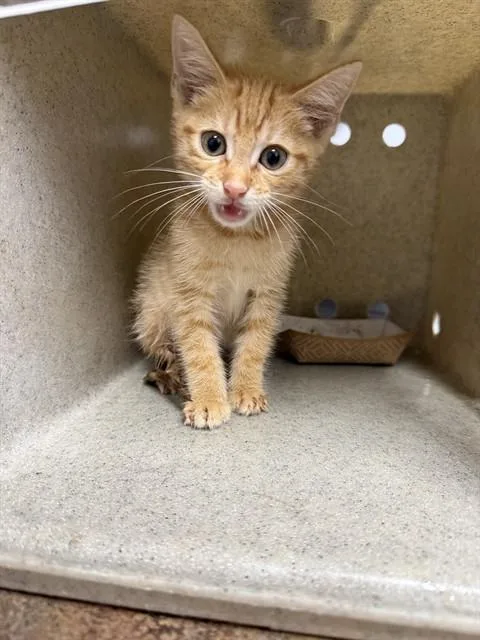 A baby small-sized male Domestic Short Hair cat named Sunny Side Up for adoption in Tallahassee, FL