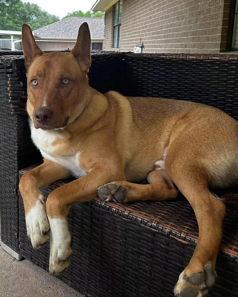 Leo