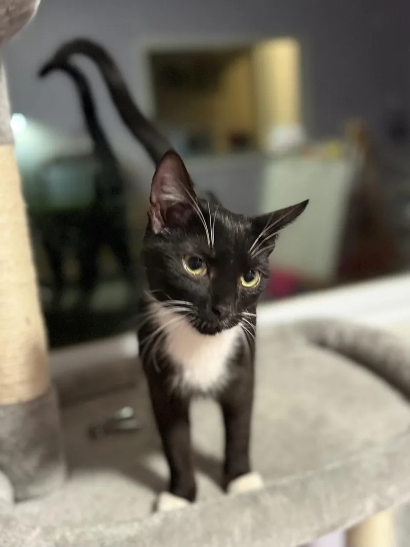 Marvin