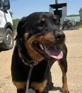 An adult medium-sized female Rottweiler dog named Sabine for adoption in West Memphis, AR