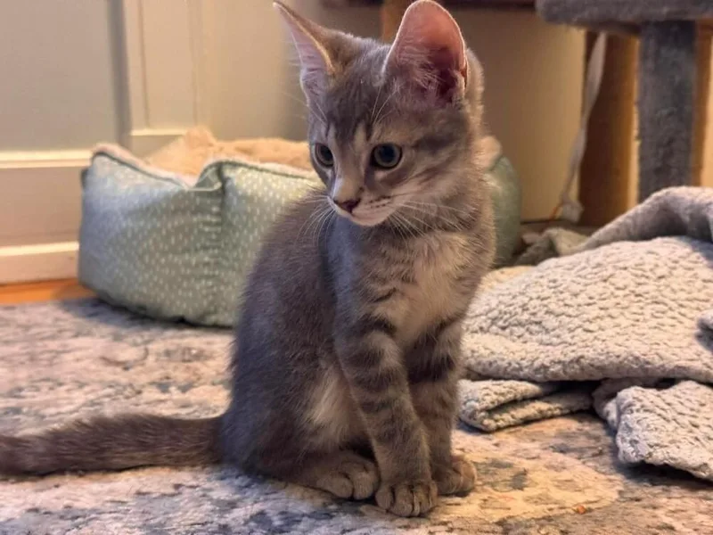 A baby small-sized male Domestic Short Hair cat named Beetle for adoption in WARNER ROBINS, GA