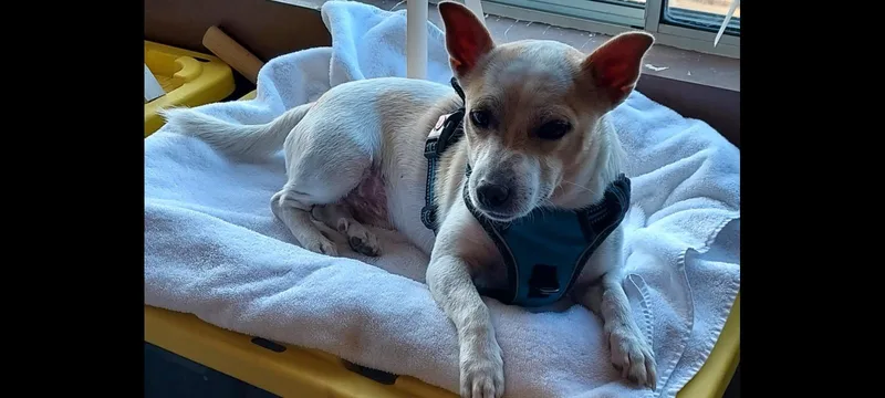 A young small-sized male White / Cream Chihuahua dog named Sancho for adoption in New York, NY