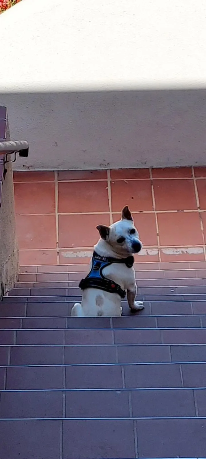 Sancho thumbnail 2