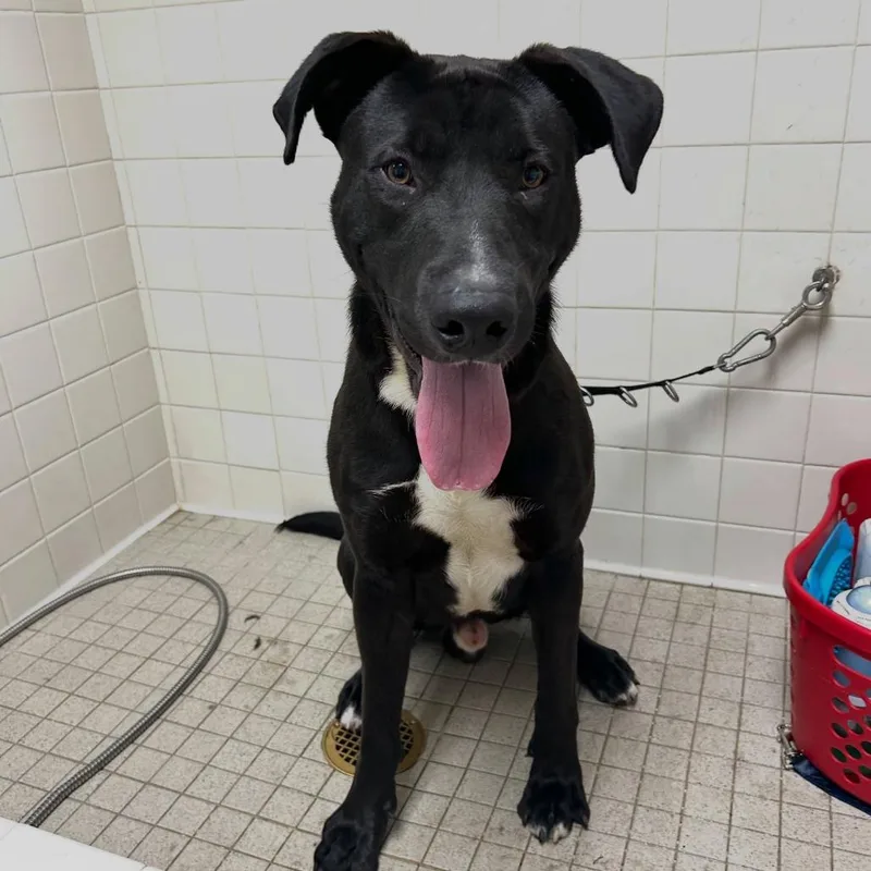 An adult large-sized male Black Mixed Breed dog named Danville for adoption in San Francisco, CA