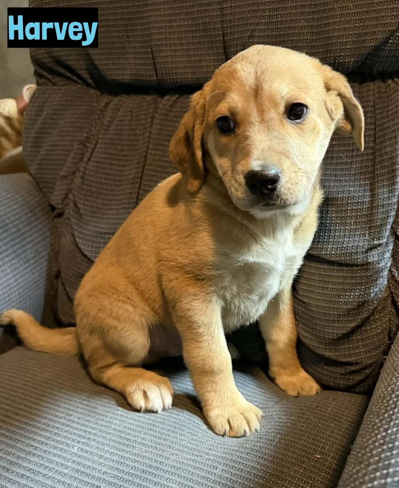 A baby medium-sized male Yellow / Tan / Blond / Fawn Yellow Labrador Retriever dog named Harvey for adoption in Grand Rapids, MI