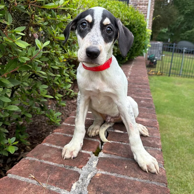 A baby medium-sized male White / Cream Mixed Breed dog named Kodak for adoption in Brownsboro, AL