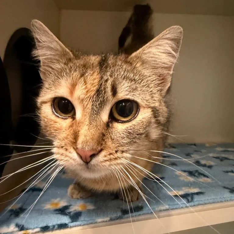 A young small-sized female Brown / Chocolate Domestic Short Hair cat named Zara for adoption in Green Bay, WI
