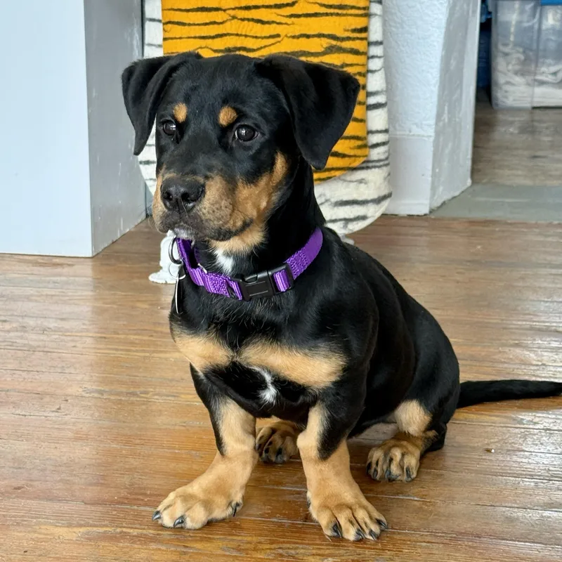 Coco