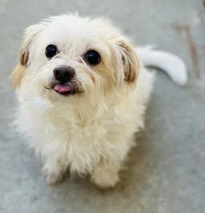 A senior small-sized female Mixed Breed dog named Carly for adoption in West Chester, PA