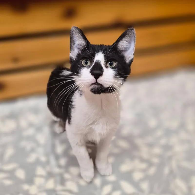 A baby small-sized male Domestic Short Hair cat named Dior for adoption in Woodstock, IL