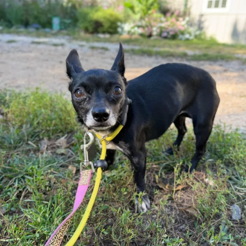 An adult small-sized female Chihuahua dog named Cutie Pie for adoption in Phoenixville, PA