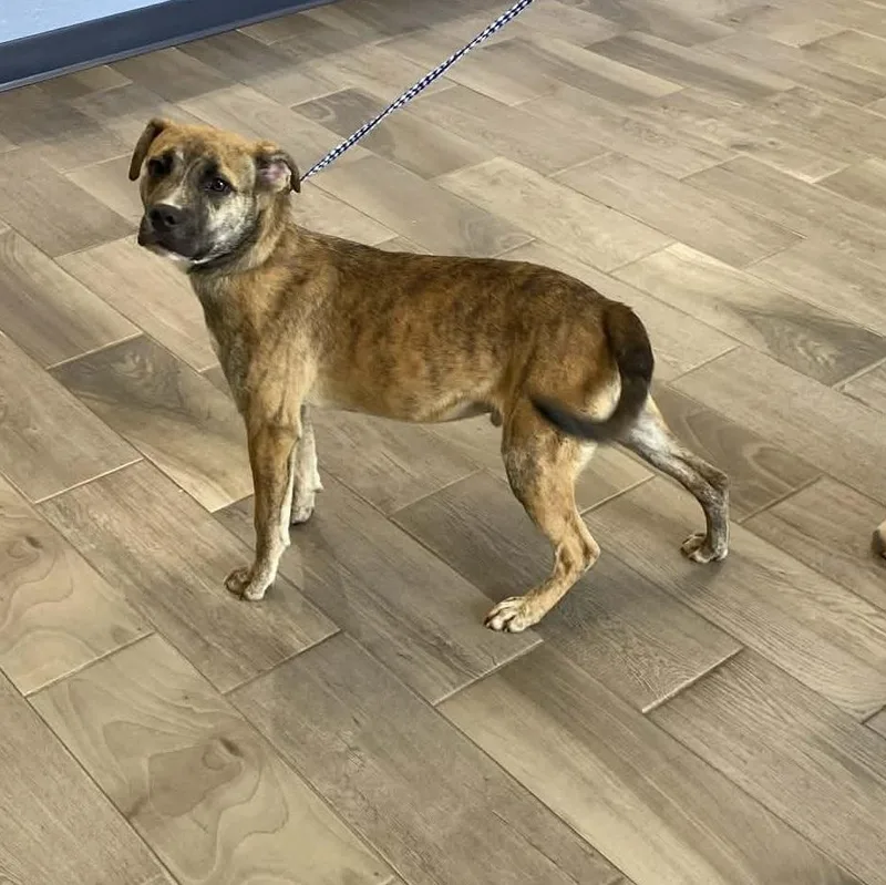 A young large-sized male Brindle American Staffordshire Terrier dog named James for adoption in Nevada, MO