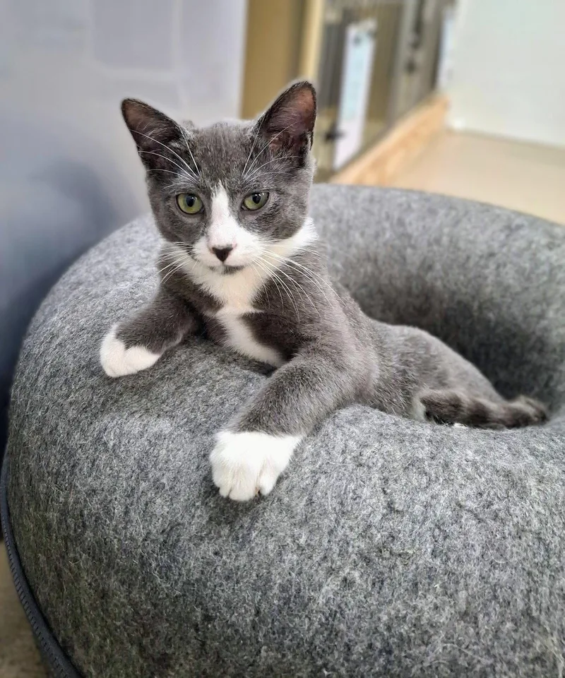 A baby medium-sized male Gray & White Domestic Short Hair cat named Leo and Orion for adoption in Gonic, NH