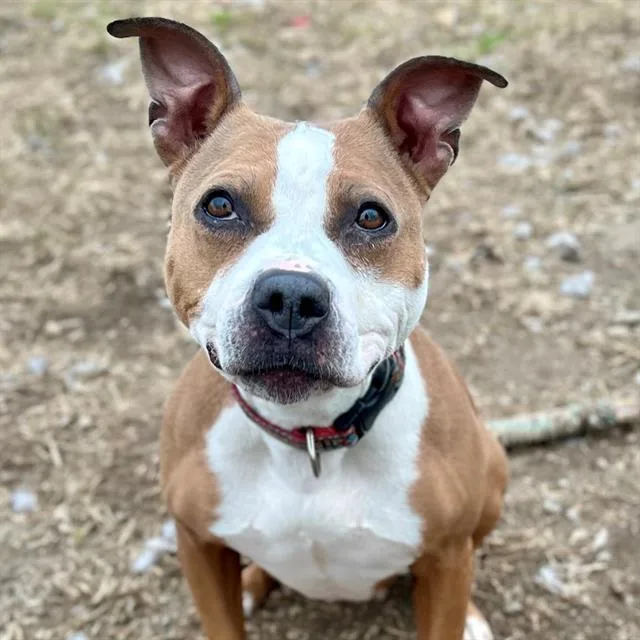 An adult medium-sized female Pit Bull Terrier dog named Maggie for adoption in Indianapolis, IN