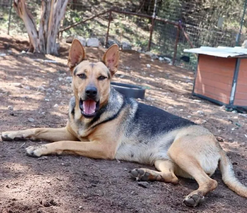 An adult medium-sized female German Shepherd Dog dog named Delilah for adoption in Boerne, TX
