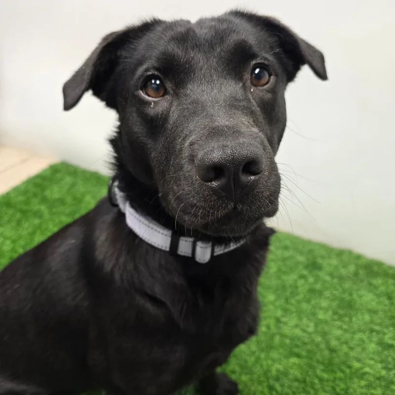 An adult medium-sized female Black Labrador Retriever dog named Celestine for adoption in Columbia, MO