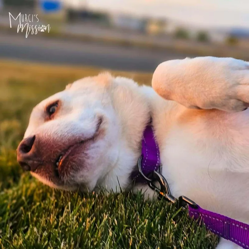 An adult large-sized male Siberian Husky dog named Thor for adoption in Spokane , WA