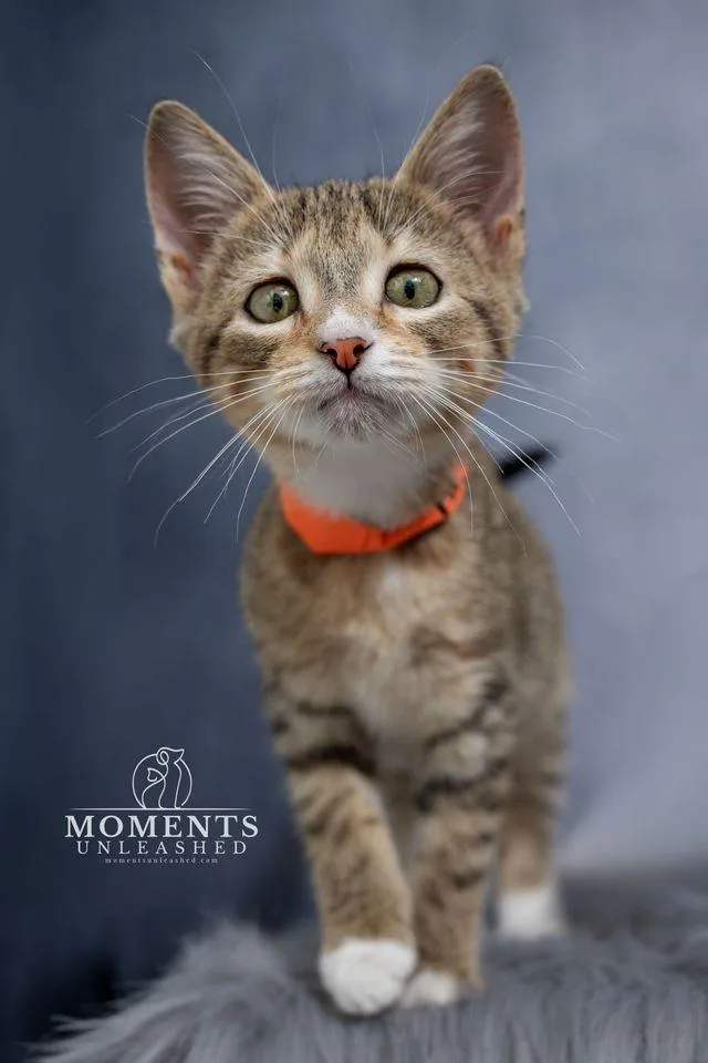 A baby small-sized female Tabby (Buff / Tan / Fawn) Domestic Short Hair cat named Amber for adoption in Myakka City, FL
