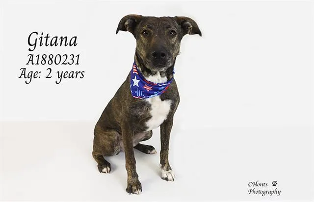 An adult large-sized female Labrador Retriever dog named Gitana for adoption in Thousand Palms, CA
