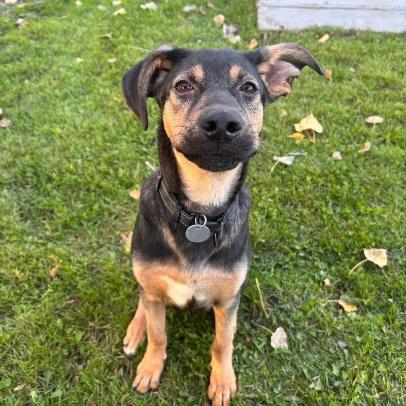 A baby medium-sized male Mixed Breed dog named Douglas for adoption in Brookfield, WI