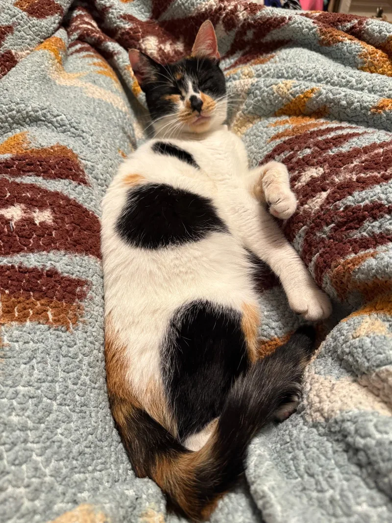 An adult medium-sized female Calico Domestic Short Hair cat named Baby for adoption in North East, MD