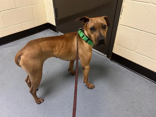 An adult medium-sized female Rhodesian Ridgeback dog named Reya for adoption in Denver, CO