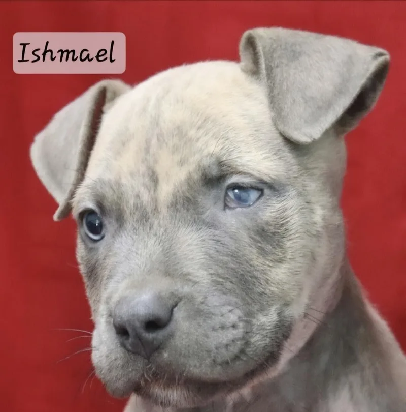 A baby medium-sized male Terrier dog named Ishmael for adoption in Manchester, CT