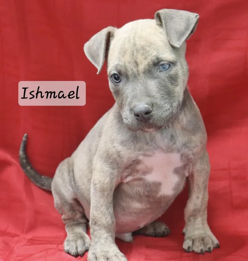 Ishmael thumbnail 2