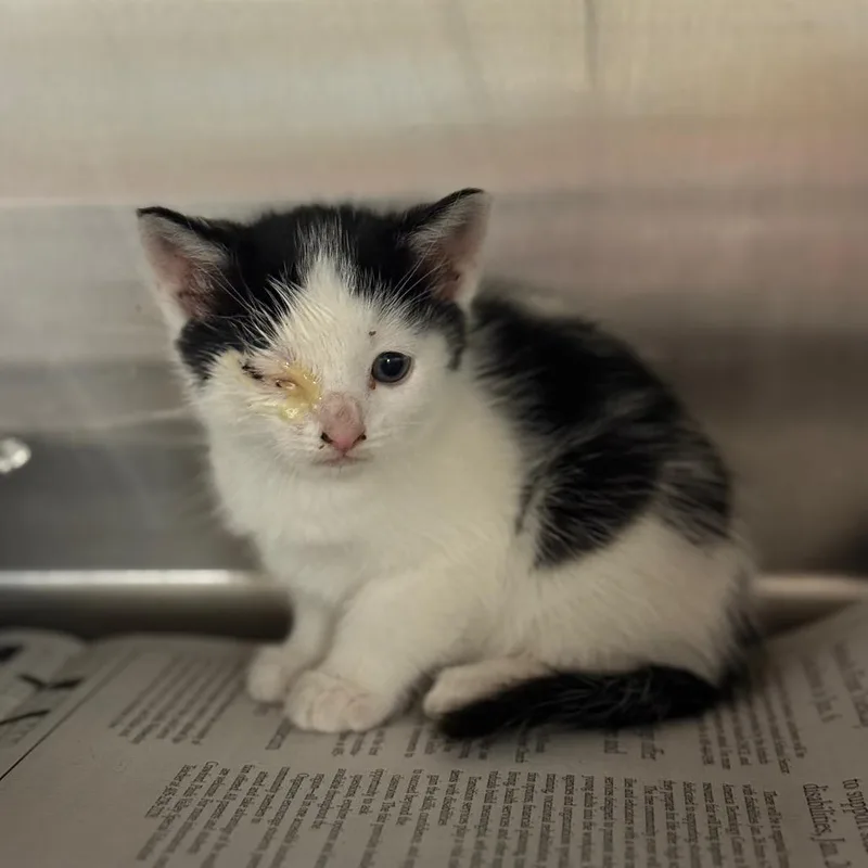 A baby small-sized male White Domestic Short Hair cat named Soldier Boy for adoption in Pauls Valley, OK