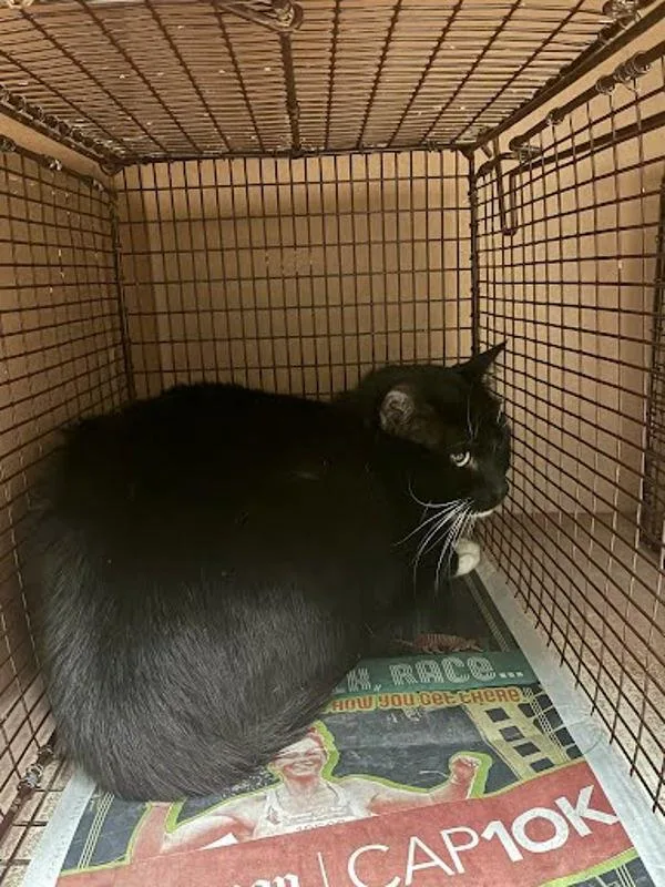 An adult medium-sized male Domestic Short Hair cat named Salem for adoption in Austin, TX