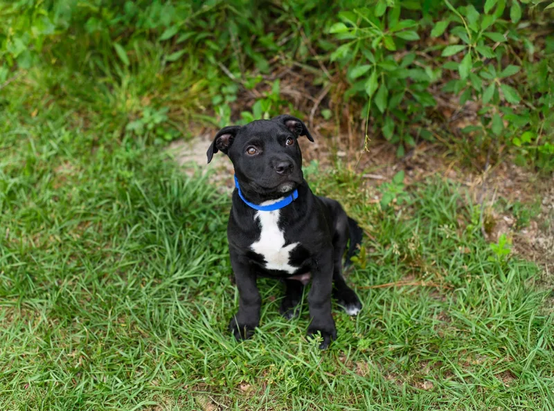 A baby medium-sized male Black Mixed Breed dog named Briggs for adoption in BONIFAY, FL