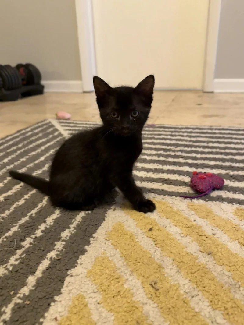 A baby medium-sized male Domestic Short Hair cat named Vinny for adoption in Tampa, FL