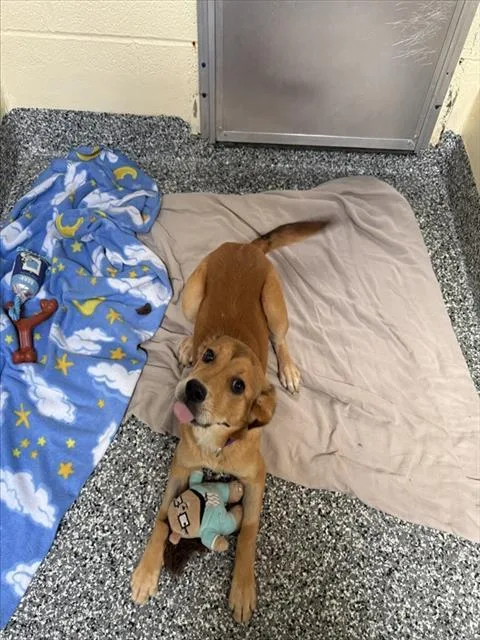 A young medium-sized female Labrador Retriever dog named Brawner for adoption in Brewster, MA