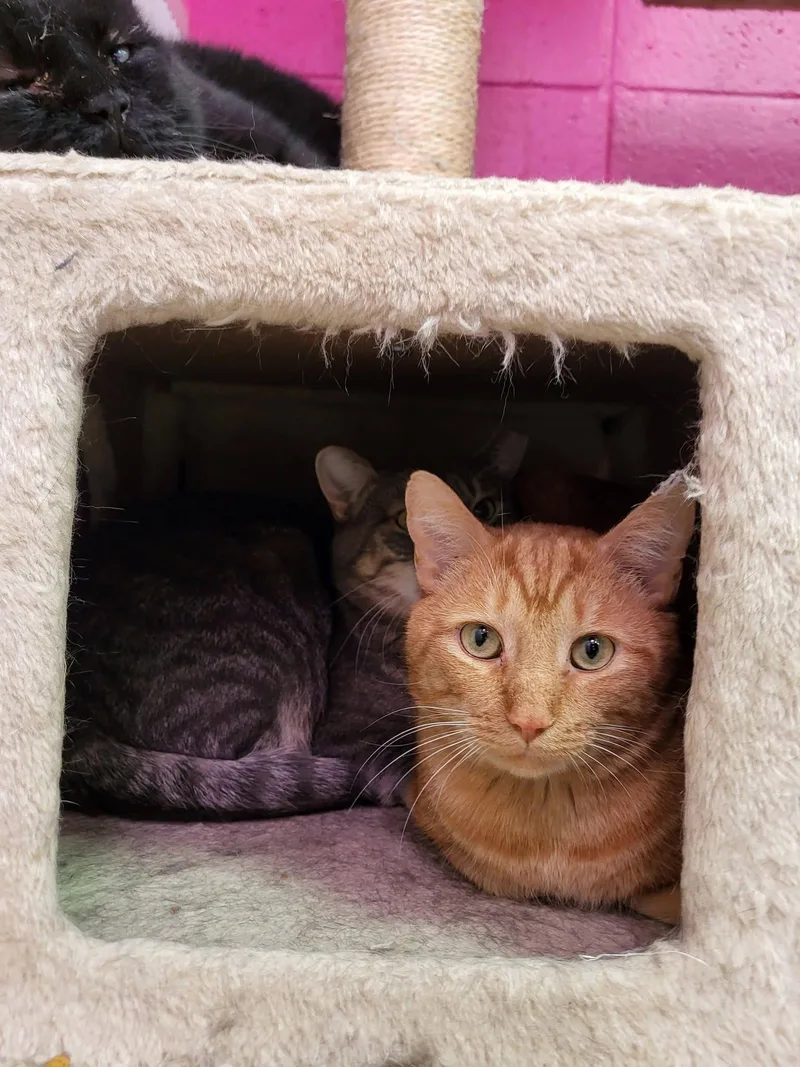 An adult large-sized male Tabby (Orange / Red) Domestic Short Hair cat named Zade for adoption in Chilton, WI