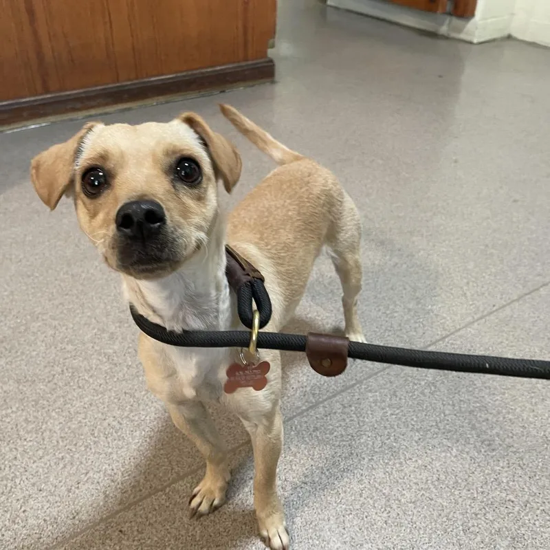 An adult small-sized female Yellow / Tan / Blond / Fawn Chihuahua dog named Millie for adoption in Pasadena, CA