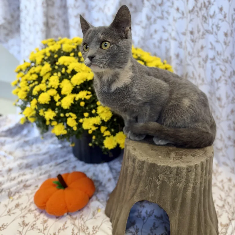 A young medium-sized female Dilute Tortoiseshell Domestic Short Hair cat named Meeny for adoption in Bardstown, KY