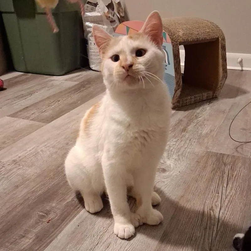 A young small-sized male White Domestic Short Hair cat named Cheeto for adoption in Sioux Falls, SD