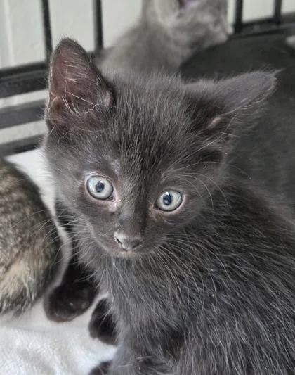A baby medium-sized female Domestic Short Hair cat named Patience Waverly for adoption in West Memphis, AR