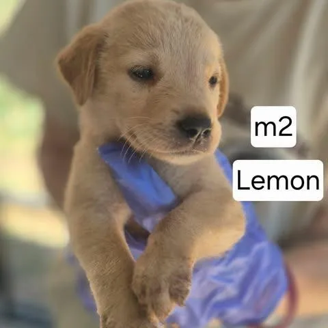 A baby small-sized male Yellow / Tan / Blond / Fawn Yellow Labrador Retriever dog named Lemon for adoption in Dover, AR