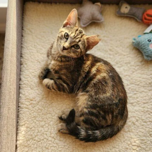 A baby small-sized female Tabby (Brown / Chocolate) Domestic Short Hair cat named Jilly for adoption in Tampa, FL