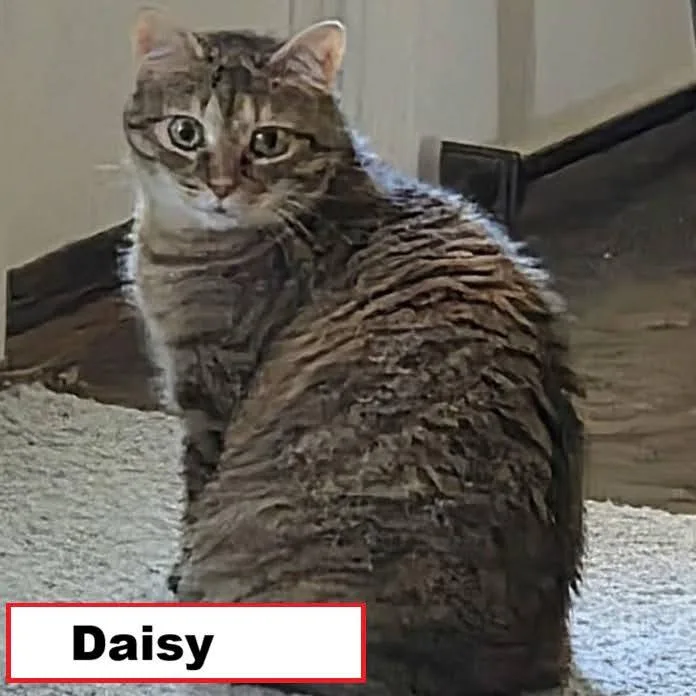 A young medium-sized female Domestic Short Hair cat named Daisy for adoption in Zimmerman, MN